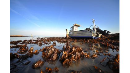 Déclin d'une algue brune en Europe sous l’effet du réchauffement climatique